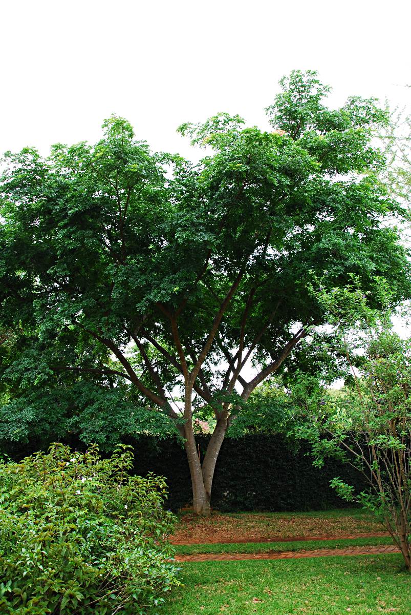 Albizia glabberima